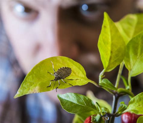 Large Increase Of Brown Marmorated Stink Bugs Poses Serious Threat To