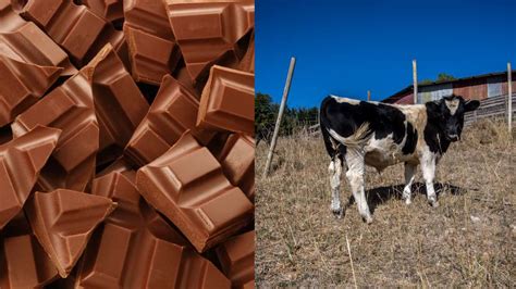 La Vaca De Chocolate Más Grande Del Mundo Osorno Busca Batir Récords