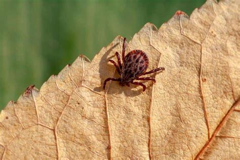 Does Spinosad Kill Russet Mites Beatpests
