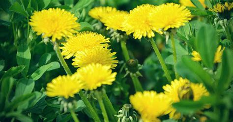 How To Grow Dandelions For Greens Roots Flowers Gardeners Path