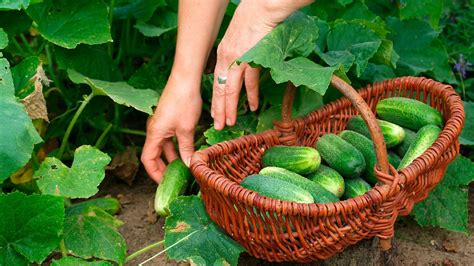When To Pick Cucumbers For Unrivalled Flavor That Cant Be Bought