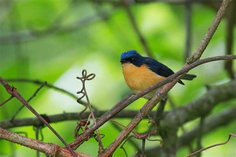 นกจับแมลงสีฟ้าจิ๋ว Pygmy Blue Flycatcher Birds Of Thailand Siam Avifauna