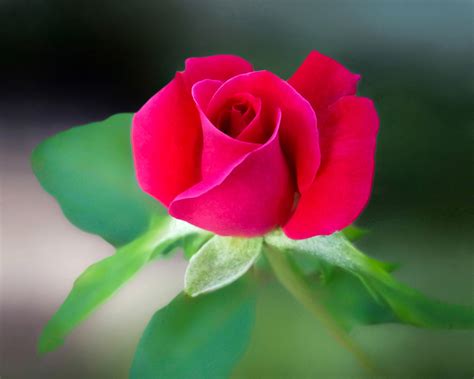 Romantic love romantic happy valentines day. Free photo: Red Rose Flower - Beautiful, Bloom, Blooming ...