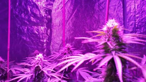 We did not find results for: 900W G4 UFO LED Grow Light Day 45 of Flower (LED lights ...