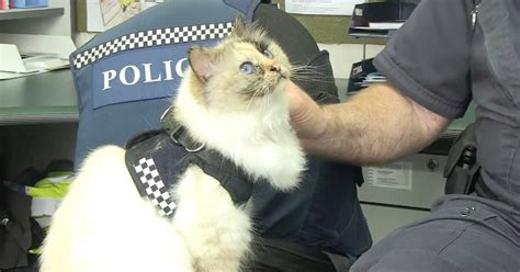 Meet The Cutest And Cuddliest Police Officer In New Zealand Meowingtons