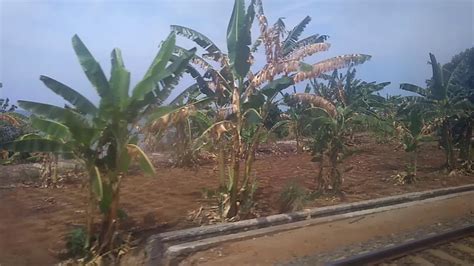 Maybe you would like to learn more about one of these? Jalur kereta pesisir laut batang(ciremai ekpres) - YouTube