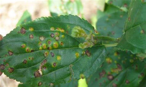 Leaf Spot Diseases Of Trees And Shrubs Plant Diseases Trees And