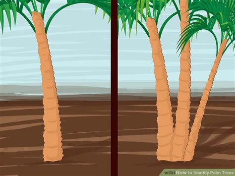 Despite this, their identity is often though many species of palms are currently cultivated, data from the city of tampa shows that these. 2 Easy Ways to Identify Palm Trees (with Pictures)