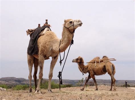 Young camels are particularly prized. The Texas Camel Corps: A Forgotten History with Ties to ...