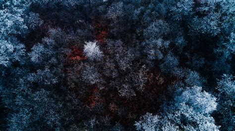4k Forest Wallpapers High Quality Download Free