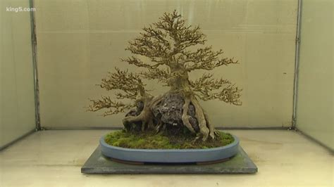 stolen bonsai trees ‘mysteriously returned to federal way museum