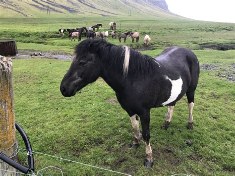 Icelandic Horses Iceland Adventure Travel Deals