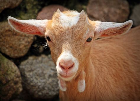 Brown And White Goats Kid Hd Wallpaper Wallpaper Flare