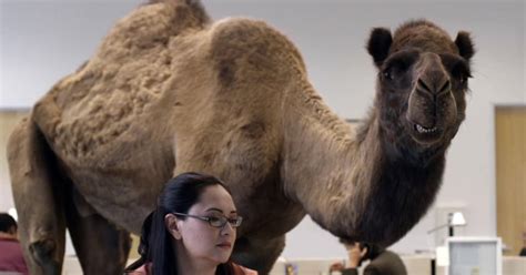 Geico Hump Day Commercial With The Camel Hump Day Geico Youtube Ad