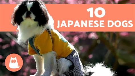 The 10 Most Popular Japanese Dog Breeds Youtube