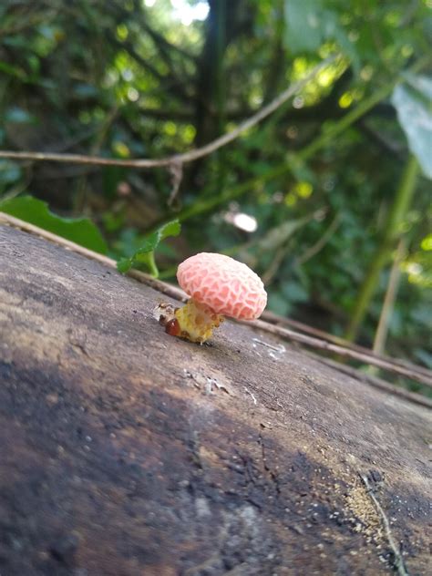 Rhodotus palmatus spotted in Western KY : mycology