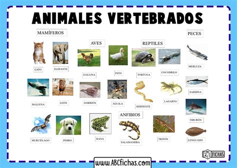 Ejemplos De Animales Invertebrados Abc Fichas Kulturaupice