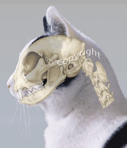 Domestic Cat Showing Location Of Skull