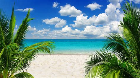 palm tropical blue ocean emerald summer paradise sand coast sky 4k beach vacation