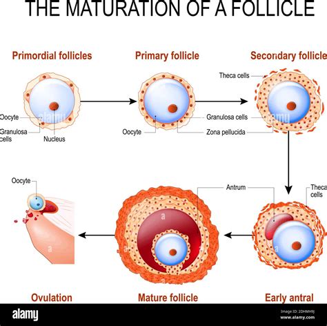 Maturation Of A Follicle Diagram Of Folliculogenesis Stock Vector Image And Art Alamy