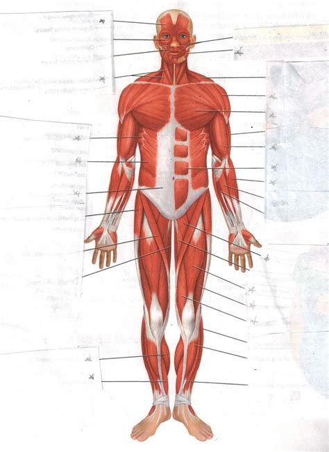 Muscles Anterior Full Body Diagram Dr Will McCarthy S Science Site
