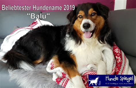 Die Beliebtesten Hundenamen In Deutschland 2019