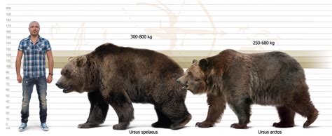 Size Comparison Between The Cave Bear Ursus Spelaeus And The Brown