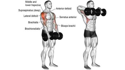 Best Dumbbell Trap Exercises For Mass And Strength Fit Life Regime