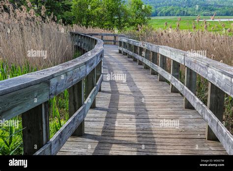 Boardwalk In Marsh Hi Res Stock Photography And Images Alamy