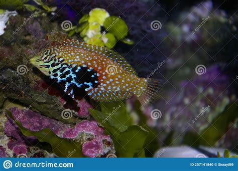 Saltwater Tropical Fish Stock Photo Image Of Gills 257141840