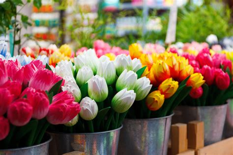 Tulipanes Y Su Significado Blog De Flores Especializado