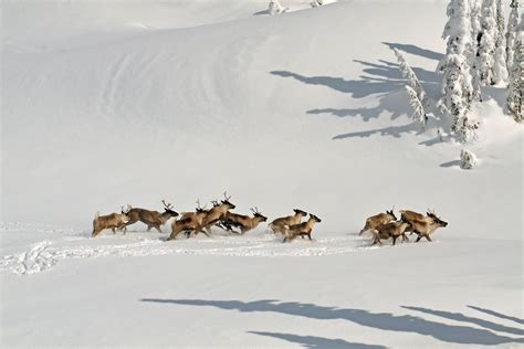 Hunting Moose In Canada To Save Caribou From Wolves The New York Times