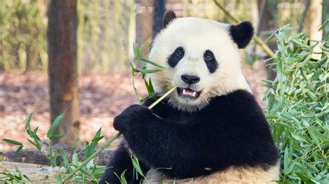 Panda Poop Paper Making Tradition Revived In China