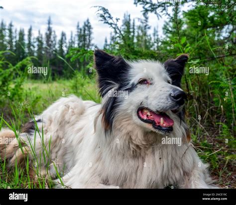 White Dog Laika Lies On The Green Grass In The Forest With His Mouth