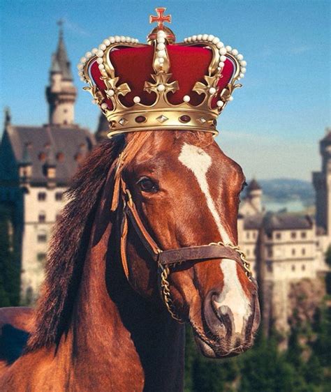 Conquest Crown Me Horseracing Crown