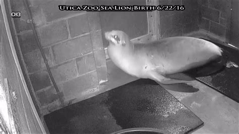 California Sea Lion Birth At Utica Zoo 6222016 Youtube
