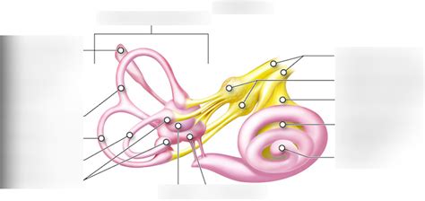 Macula And Vestibule Of The Inner Ear Part 1 Diagram Quizlet