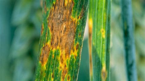 Maladie pulmonaire courante, fonctionne par crise. Maladie du blé - Maladies des cereales - Maladie ...