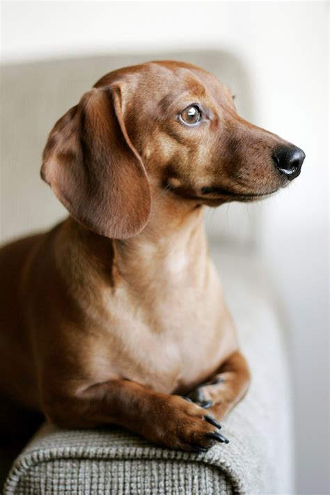 Dachshund Dog Breed Information And Characteristics Daily Paws