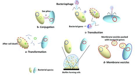 Horizontal Gene Transfer Mechanisms In Microbial Biofilms Download
