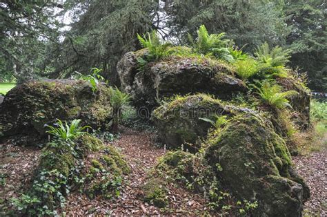 Big Forest Moss Rocks With Fern Stock Photo Image Of Fern Forest