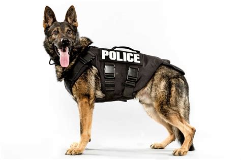 Seattles Canine Police Force Police Dogs Army Dogs Dogs