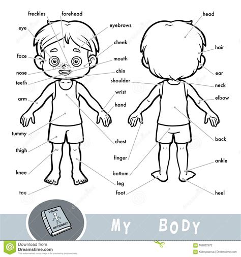 Visual Dictionary About The Human Body My Body Parts For