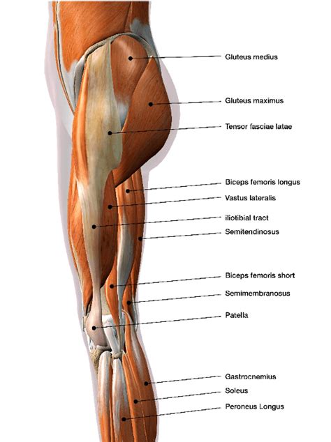 Name the following muscles of the human body. Lower Leg | Nicky Snazell