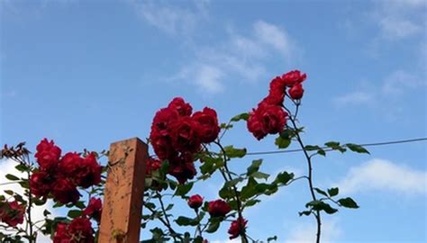 The Best All Summer Blooming Climbing Roses Garden Guides