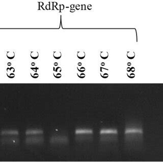 Amplification Of E Rdrp And S Genes At Different Temperature In