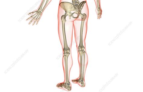 Long bones, short bones, and flat bones. The bones of the lower body - Stock Image - F001/5709 ...