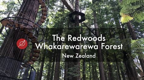The Redwoods Whakarewarewa Forest New Zealand North Island Nature