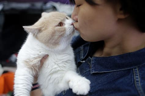 Is It Acceptable To Kiss Your Cat Animal Experts Offer Their Verdict