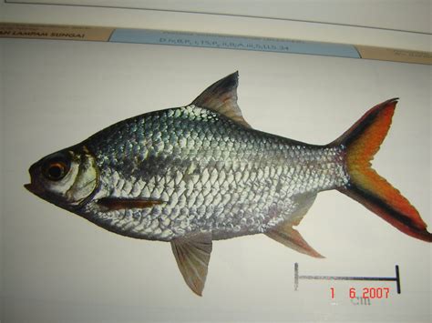 Ikan hias yang ada di dunia ini tentu banyak sekali ragam dan juga variasinya. Kajian KHB Ikan Air Tawar | ! Chegu Zam